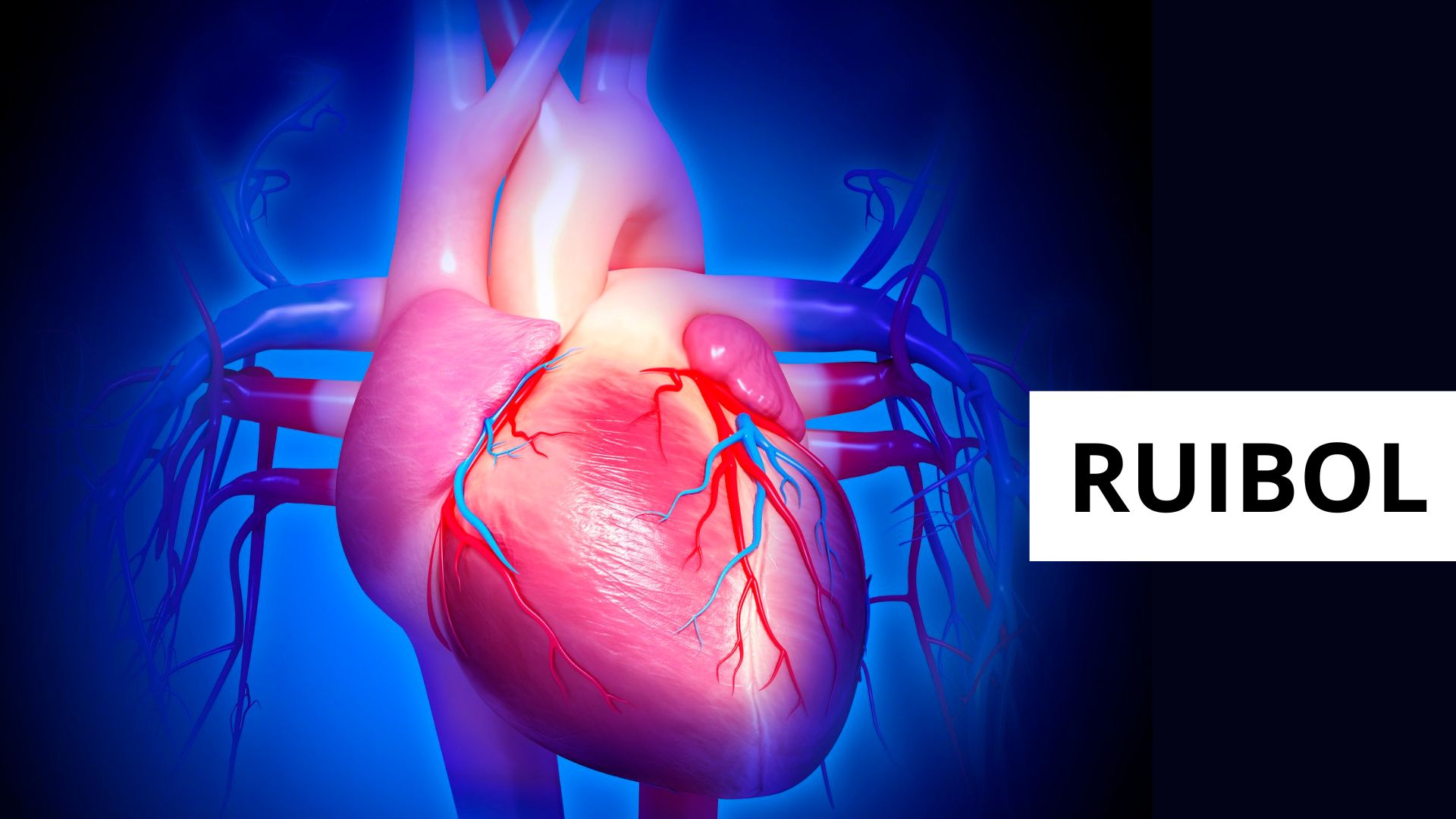 RUIBOL: Anatomía y Fisiología del Sistema Circulatorio